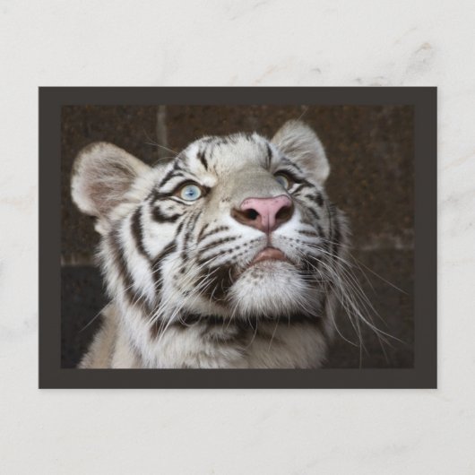 White Tiger Cub Briefkaart (Voorkant)