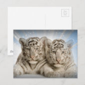 White Tiger Cubs Briefkaart (Voorkant / Achterkant)