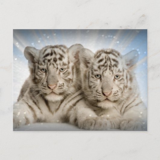 White Tiger Cubs Briefkaart (Voorkant)
