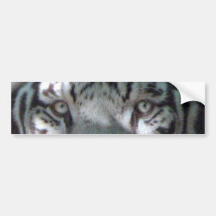 White Tiger Eyes Bumpersticker
