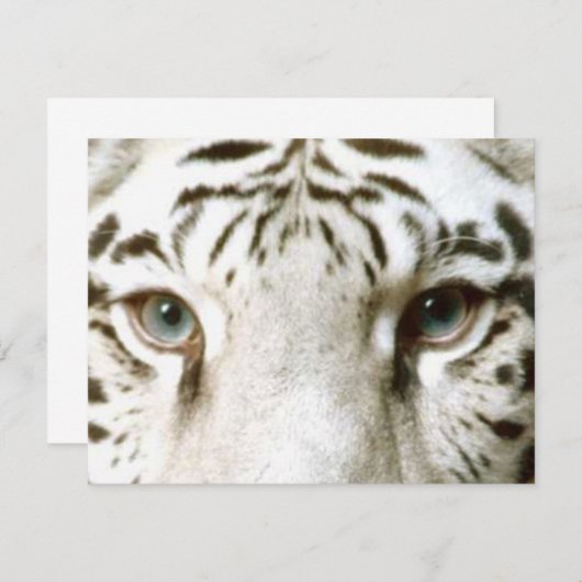 White Tiger Feng Shui Invitation ~ EZ2 Customize Kaart (Voorkant / Achterkant)