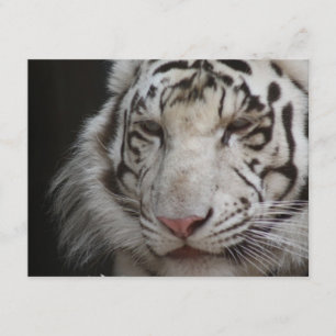 White Tiger Invitation Kaart