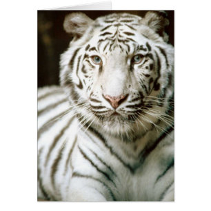 White Tiger Kaart