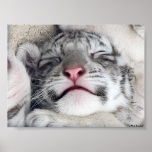 White Tiger Kitten Poster
