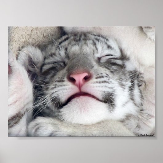 White Tiger Kitten Poster (Voorkant)