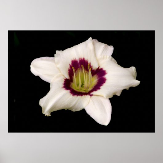 White Tiger Lily. Poster (Voorkant)