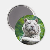 White Tiger magnet Magneet (Voorkant / Achterkant)