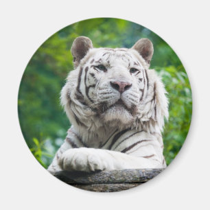 White Tiger magnet Magneet