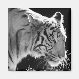 White Tiger Magnet Magneet