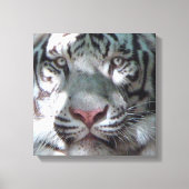 White Tiger Ontmoeting Canvas Afdruk (Voorkant)