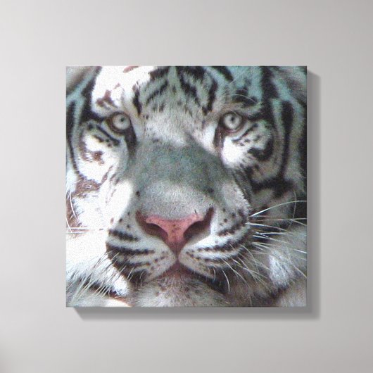 White Tiger Ontmoeting Canvas Afdruk (Voorkant)