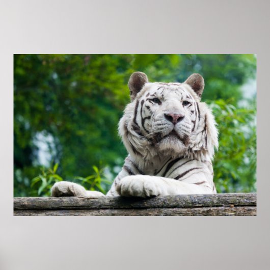 White Tiger poster (Voorkant)