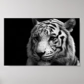 White Tiger Poster (Devant)