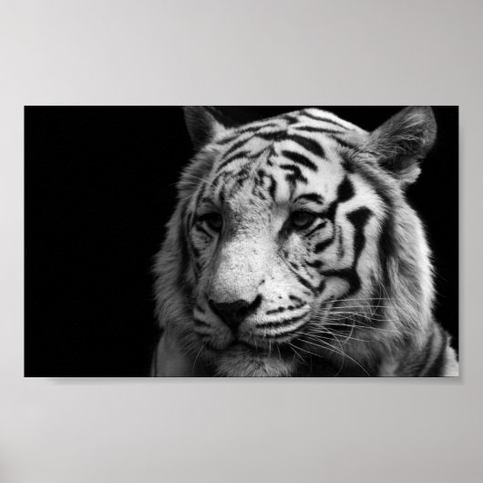White Tiger Poster (Devant)