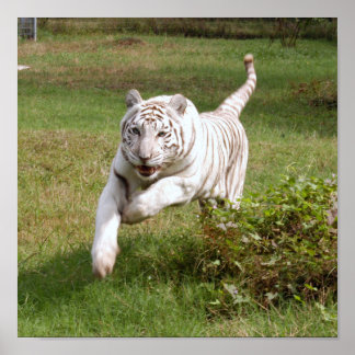 White Tiger Poster je past het aan