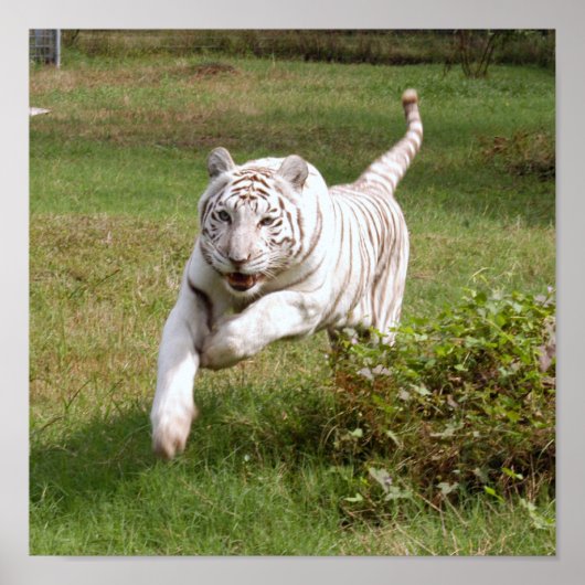 White Tiger Poster je past het aan (Voorkant)