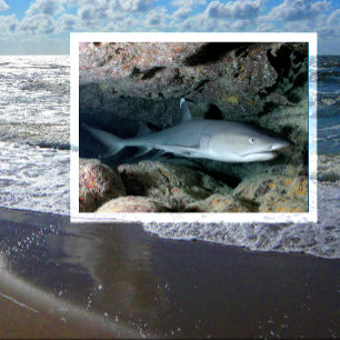White Tip reef Shark zwemmen in koraal Briefkaart