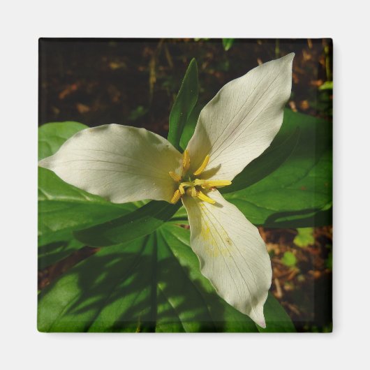 White Trillium Flower Spring Wilde Magneet (Voorkant)