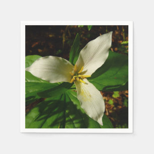 White Trillium Flower Spring Wilde Servet