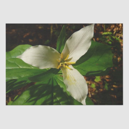 White Trillium Flower Spring Wilde Tissuepapier (Voorkant)