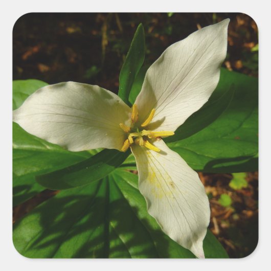 White Trillium Flower Spring Wilde Vierkante Sticker (Voorkant)