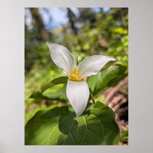 White Trillium Forest Flower Macro Poster (Voorkant)