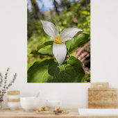White Trillium Forest Flower Macro Poster (Keuken)