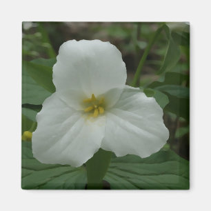 White Trillium Magnet Magneet