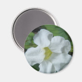 White Tropical Flower gevonden op Fiji Magneet (Voorkant / Achterkant)