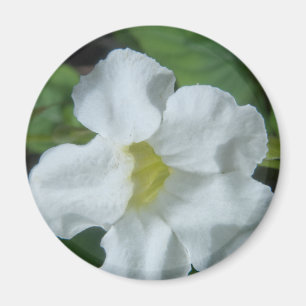 White Tropical Flower gevonden op Fiji Magneet