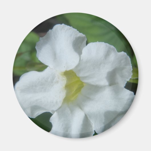 White Tropical Flower gevonden op Fiji Magneet (Voorkant)