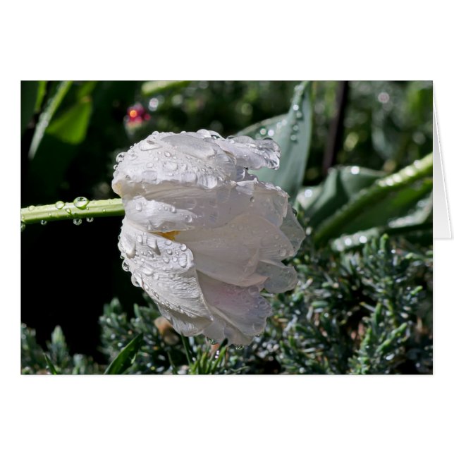 White Tulip (Voorkant Horizontaal)