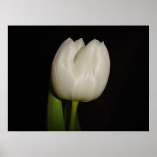White Tulip Family:Liliaceae, Soort:Lilliopsida Poster