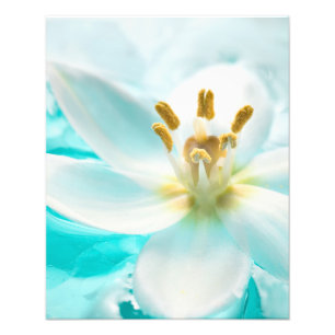 White Tulip Flower Blue Water Pond Aqua Turquoise Foto Afdruk