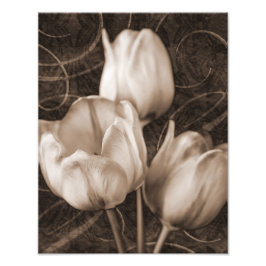 White Tulip Flowers Sepia Black Background floral Foto Afdruk