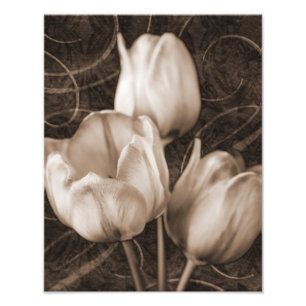 White Tulip Flowers Sepia Black Background floral Foto Afdruk