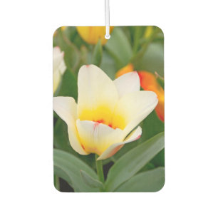 White Tulip Luchtverfrisser