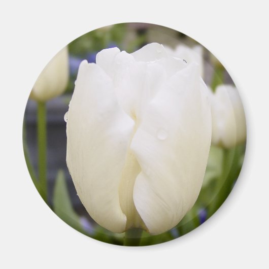 White Tulip Magneet (Voorkant)