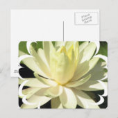 White Water Lily Briefkaart (Voorkant / Achterkant)