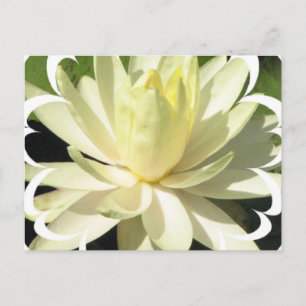White Water Lily Briefkaart