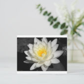 White Water Lily Foto Briefkaart (Staand voorkant)