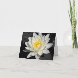 White Water Lily Foto Kaart