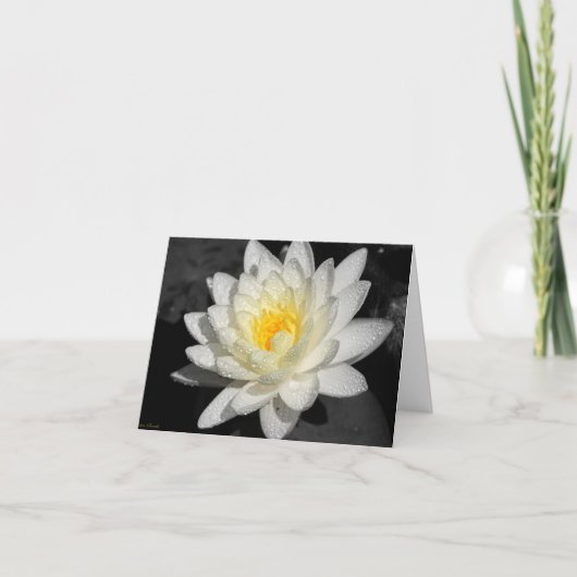 White Water Lily Foto Kaart (Voorkant)
