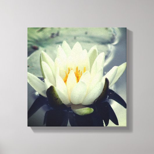 White Water Lily Lotus Blossom Flower Canvas Afdruk (Voorkant)