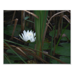 White Water Lily Lotus Lilypads 10x8 ventilator Foto Afdruk