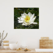 White Water Lily Poster (Keuken)