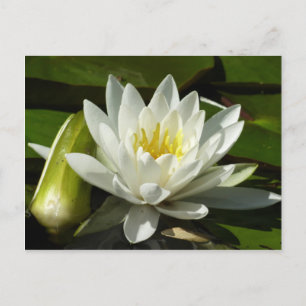 White Waterlily and Bud Floral Briefkaart