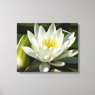 White Waterlily and Bud Floral Canvas Afdruk