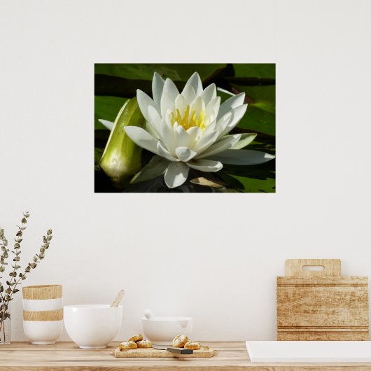 White Waterlily and Bud Floral Poster (Keuken)
