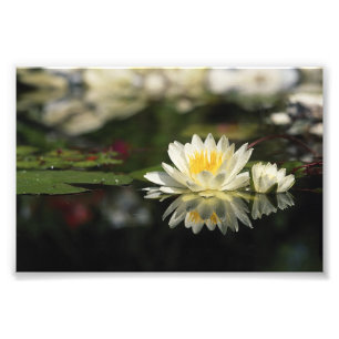 White Waterlily Foto Afdruk
